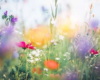 Blumenwiese im Morgenlicht; frische Farben, sanfte Unschärfe; Leichtigkeit, natürliche Balance I WUNDERORTE