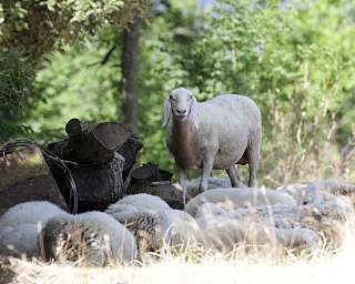 Ein Schaf steht inmitten einer liegenden Schafherde vor grünem Hintergrund im Schatten von Büschen - Naturidylle für aktive Ferien in der Natur von WUNDERORTE