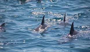 delfintherapie-schnorcheln-rotes-meer-wunderorte-buchen