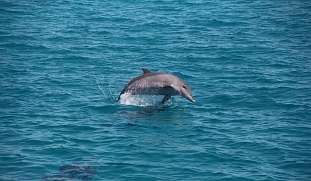 simsim-tour-delfin-therapie-tauchen-rotes-meer-wunderorte-buchen