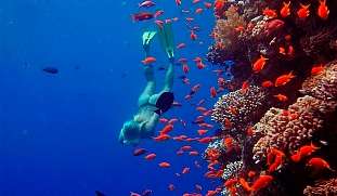 Taucherin entdeckt bunte Korallen und Fische im Roten Meer