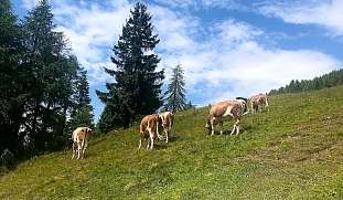 alm-kaernten-wunderorte-buchen