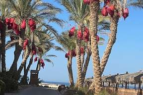 Blick durch eine Allee aus Palmen auf den Strand und das Rote Meer – sonniger Urlaubsmoment am Resort The Breakers in Ägypten