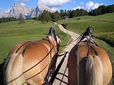 Blick aus der Pferdekutsche auf zwei Haflinger und einen Naturweg vor Dolomitenkulisse – entschleunigter Familienurlaub in Südtirol I WUNDERORTE  Dieses Bild passt hervorragend zu WUNDER.FAMILIE, WUNDER.NATUR oder auch zur Rubrik Erlebnisse mit Tieren. Mö