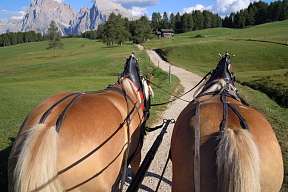 Blick aus der Pferdekutsche auf zwei Haflinger und einen Naturweg vor Dolomitenkulisse – entschleunigter Familienurlaub in Südtirol I WUNDERORTE  Dieses Bild passt hervorragend zu WUNDER.FAMILIE, WUNDER.NATUR oder auch zur Rubrik Erlebnisse mit Tieren. Mö
