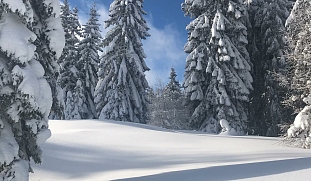 Schneebedeckte Tannen unter blauem Himmel in einer winterlichenTiefschnee Landschaft 