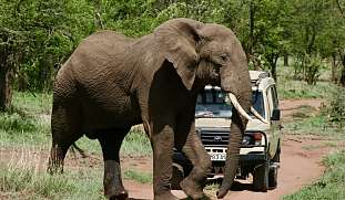 Ein großer Elefant läuft vor einem Safari-Jeep durch den Busch.