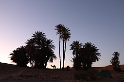 Silhouetten von Kamelen und Palmen bei Sonnenuntergang in der Wüste – spirituelle Kamelwanderung und Oasenruhe bei WUNDERORTE