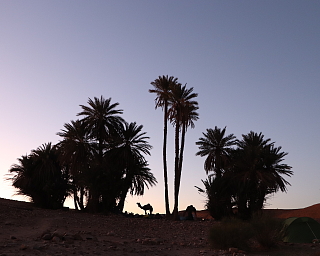 Kameltrekking in der Wüste vor einer Palmenoase – ein bewusstes Reiseerlebnis für innere Balance I WUNDERORTE