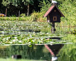 familienurlaub-Stoerche-beobachten-im-spreewald-nabu-ferien