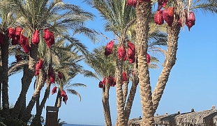 wunderote-buchen-palmenallee-luxushotel-the-breakers